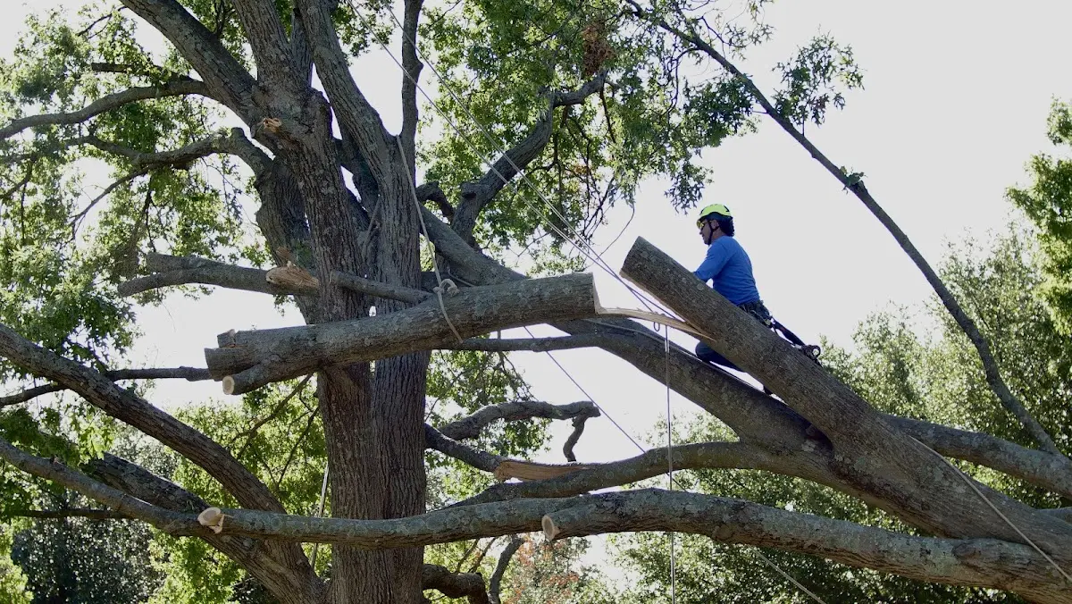 Professional Crown Thinning performed by certified arborists in Saginaw